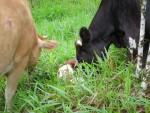 Lucy helping Muca with her new baby