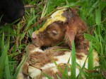 baby still covered in placenta and blood