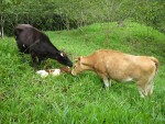 The ladies checking out the new addition to the farm
