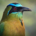 Another Motmot  / Bobo