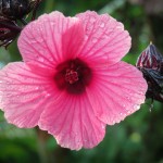 Flor de Jamaica (edible leaves)
