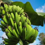 Bananas are finally starting to produce...