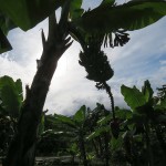 Lots of bananas planted in between the coffee in front of the house