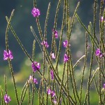 Costa Rican 'Cat Tails' to attract humming birds and butterflies