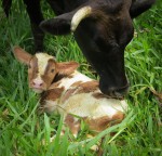 Mama & Baby
