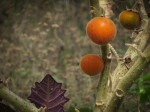 Naranjilla