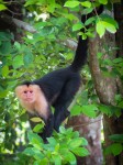 Monkey near the beach