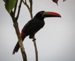 Toucan