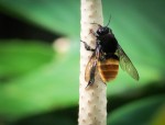 Large Bee