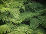 Ferns