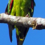 A parrot in the gardens next to the farm.