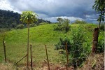 We can't even take a picture from this point anymore, after 3 years of planting. This hill is where the house is, and the rest is densely planted.