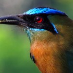 A motmot (Bobo) on our farm.