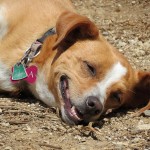 Lola out sunbathing in the morning--It's a hard life...