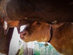 Pincho milking