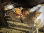 Got Milk?