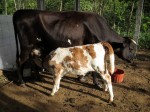 Got Milk?