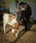 Pincho & Muca