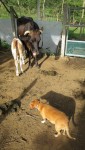 Lola, Pincho and Muca (Mooka)